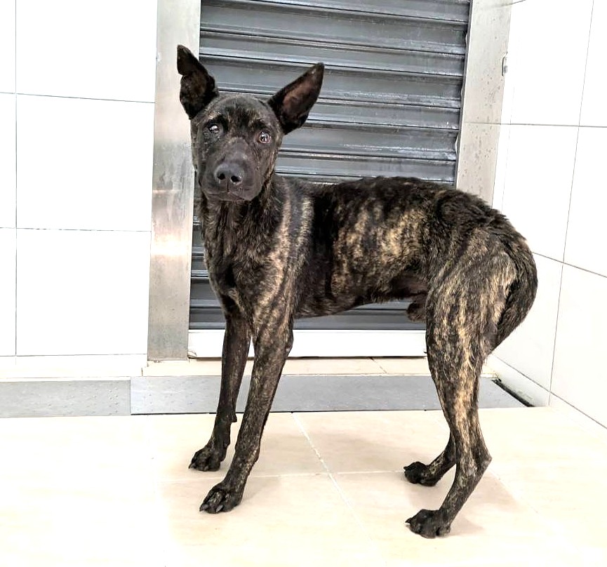 Black tabby adult male mixed-breed dog, Medium, shelter no. …0002