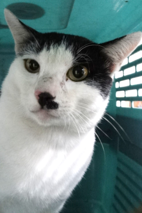 Black-and-white adult mixed-breed cat, Large, shelter no. …1722