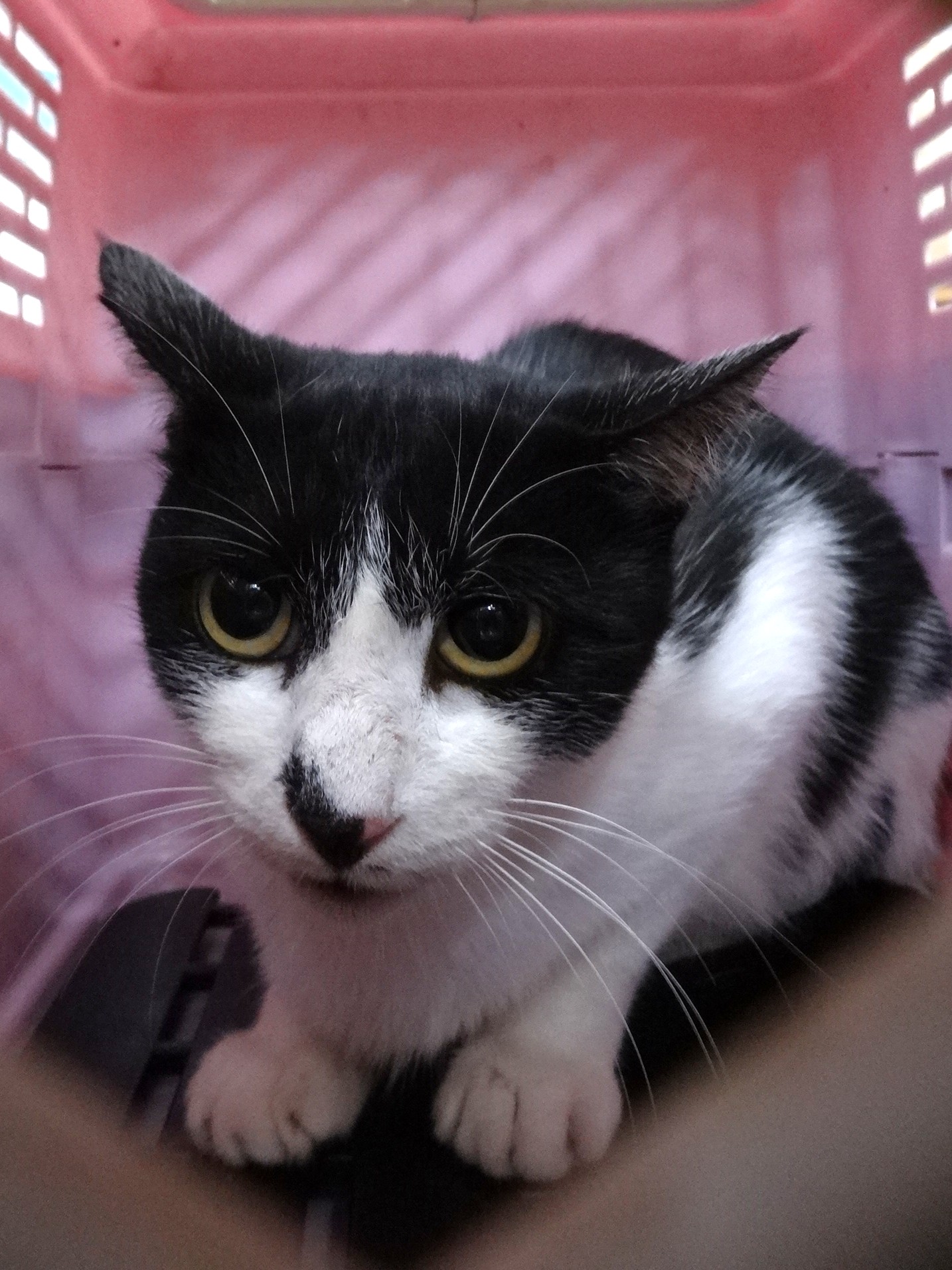 Black-and-white adult mixed-breed cat, Large, shelter no. …1723