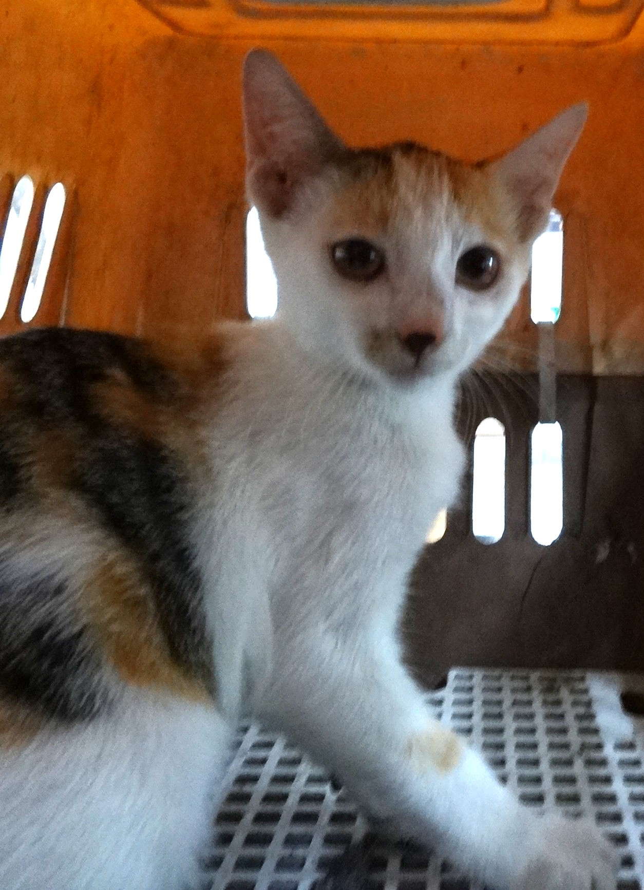 Calico adult mixed-breed cat, Large, shelter no. …1725