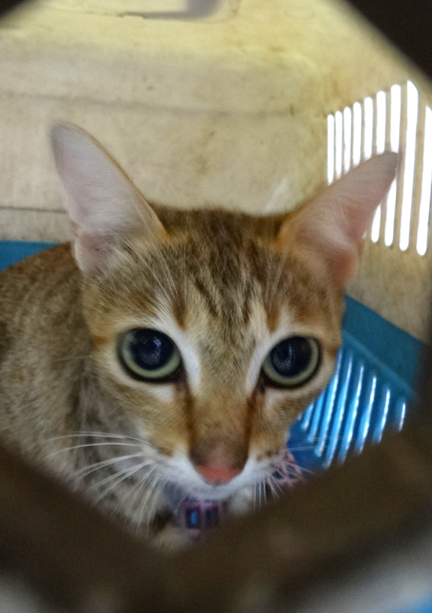 Tabby adult mixed-breed cat, Large, shelter no. …1728
