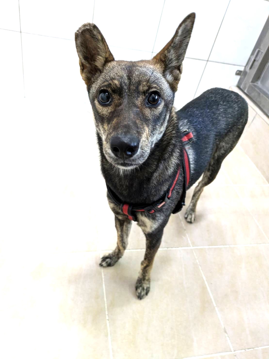 Adult female mixed-breed dog, Medium, shelter no. …2006