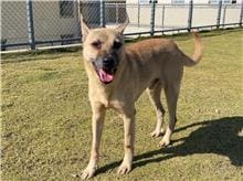 Photo of No. RAAAG1041118001, Adult · Male · Medium · Mixed breed