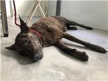 Photo of No. 111111805, Adult · Female · Medium · Mixed breed