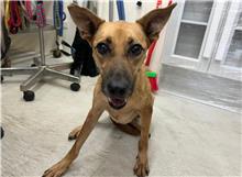 Photo of No. 111090101, Adult · Female · Medium · Mixed breed