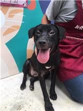 Black adult female mixed-breed dog, Medium, shelter no. …2301
