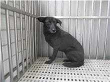 Black adult female mixed-breed dog, Medium, shelter no. …1536