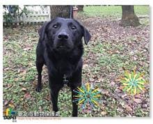 Photo of No. 105031002, Young · Male · Small · Mixed breed