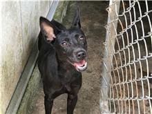 Photo of No. 105032910, Young · Female · Small · Mixed breed