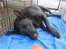 Photo of No. CAAAG1060516008, Adult · Male · Medium · Mixed breed