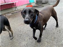 Photo of No. MAAAG1070924054, Adult · Female · Medium · Mixed breed
