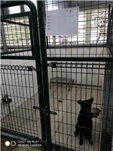 Photo of No. XAAAG1071205002, Adult · Female · Medium · Mixed breed