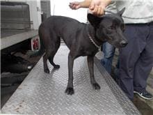Photo of No. HAAAG1050929257, Adult · Male · Medium · Mixed breed