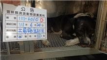 Photo of No. 111-A010D, Adult · Male · Large · Mixed breed