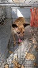Photo of No. AAAHG1100608004, Adult · Female · Medium · Mixed breed