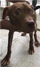 Brown adult male mixed-breed dog, Medium, shelter no. …1007