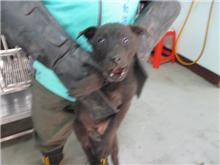 Photo of No. CAAAG1080219012, Adult · Male · Small · Mixed breed