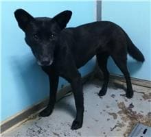 Photo of No. 110032402, Adult · Female · Medium · Mixed breed