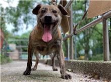 Photo of No. 105042108, Adult · Male · Medium · Mixed breed