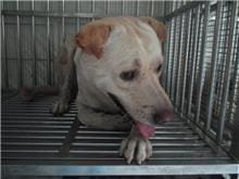 Tan adult male mixed-breed dog, Large, shelter no. …1R13