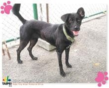 Photo of No. 105042403, Adult · Female · Medium · Mixed breed