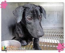 Photo of No. 105042402, Adult · Male · Medium · Mixed breed