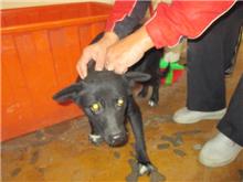 Photo of No. CAAAG1060221014, Female · Medium · Mixed breed