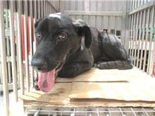 Black male mixed-breed dog, Medium, shelter no. …8010