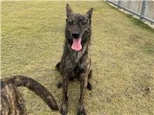 Photo of No. RAAAG1080920003, Adult · Male · Small · Mixed breed