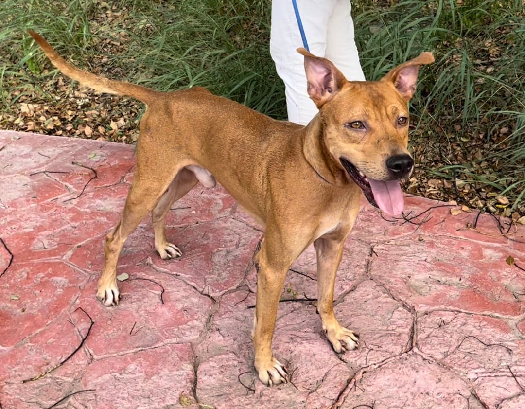 Photo of No. DAAAG1110601001, Adult · Male · Medium · Mixed breed