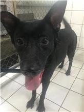Photo of No. AAAIG105060303, Adult · Female · Small · Mixed breed