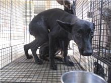 Photo of No. CAAAG1060818009, Female · Medium · Mixed breed