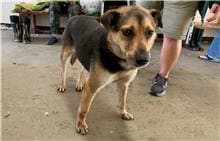 Photo of No. CAAAG1100708007, Adult · Male · Medium · Mixed breed