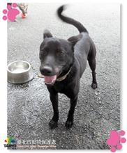 Photo of No. 105090914, Young · Male · Medium · Mixed breed