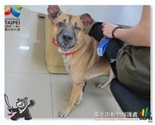 Photo of No. 105112009, Adult · Male · Medium · Dog