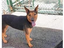 Photo of No. 105112108, Adult · Female · Medium · Mixed breed
