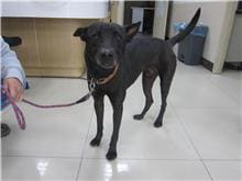 Photo of No. 105112901, Adult · Male · Medium · Mixed breed