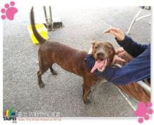 Photo of No. 105120711, Adult · Male · Medium · Mixed breed