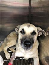 Photo of No. AAACG1071214003, Adult · Female · Medium · Mixed breed