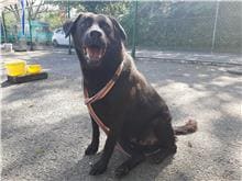 Photo of No. 108080804, Adult · Male · Large · Mixed breed