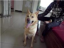 Photo of No. 106032905, Adult · Male · Medium · Mixed breed