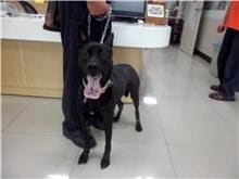 Photo of No. 106032913, Adult · Female · Medium · Mixed breed