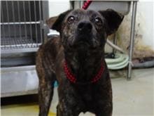Photo of No. 106050701, Adult · Male · Medium · Mixed breed