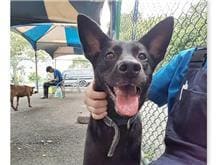 Photo of No. 106061005, Adult · Female · Medium · Mixed breed