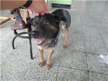 Photo of No. CAAAG1080509023, Adult · Female · Medium · Mixed breed