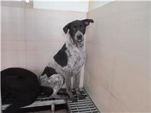 Black-and-white male mixed-breed dog, Small, shelter no. …6608