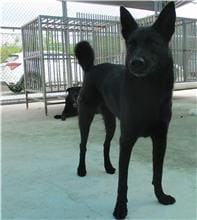 Photo of No. HAAAG1051018089, Adult · Female · Medium · Mixed breed