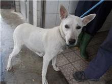 Photo of No. HAAAG1050701213, Adult · Female · Medium · Mixed breed