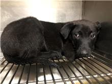 Black young male mixed-breed dog, Small, shelter no. …1702