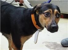 Photo of No. 106070603, Adult · Female · Medium · Mixed breed